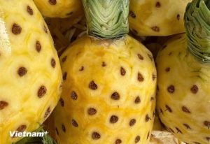 Loại quả thơm ngon đang vào mùa ở Việt Nam, cực kỳ giàu dinh dưỡng