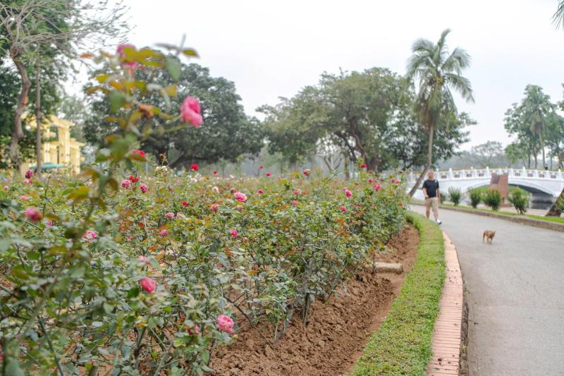 Công viên Thống Nhất, mèo ảnh 4 Cong vien Thong Nhat, meo anh 4