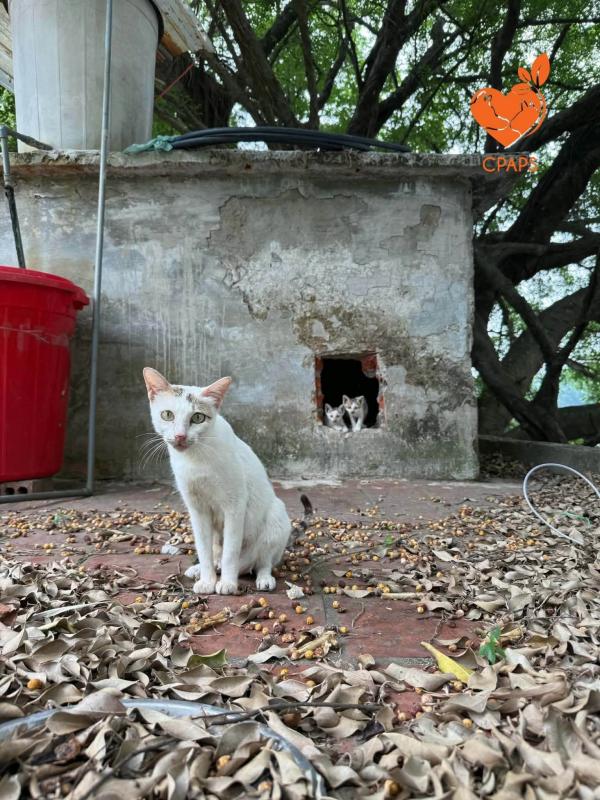 Công viên Thống Nhất, mèo ảnh 2 Cong vien Thong Nhat, meo anh 2