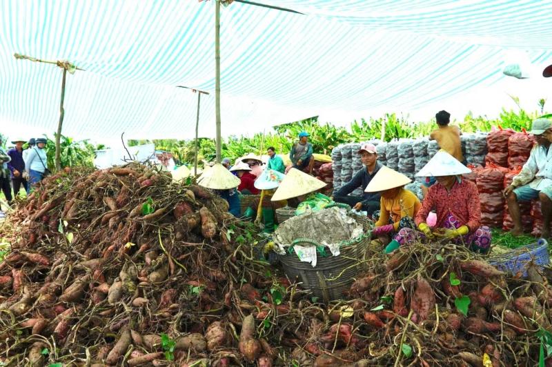 Giá khoai lang ảnh 9 Giá khoai lang ảnh 9