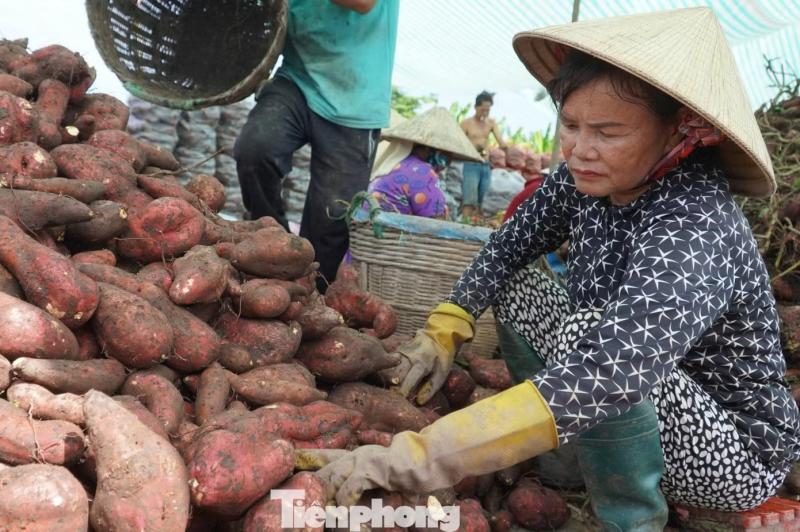 Giá khoai lang ảnh 2 Giá khoai lang ảnh 2