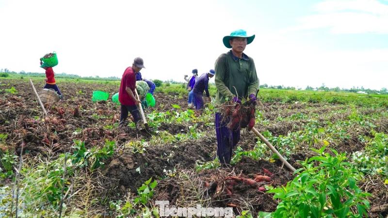 Giá khoai lang ảnh 3 Giá khoai lang ảnh 3