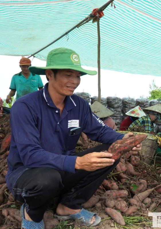 Giá khoai lang ảnh 4 Giá khoai lang ảnh 4
