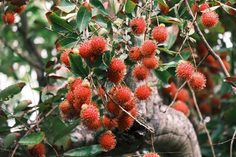 Đồng Tháp ảnh 12 Đồng Tháp ảnh 12