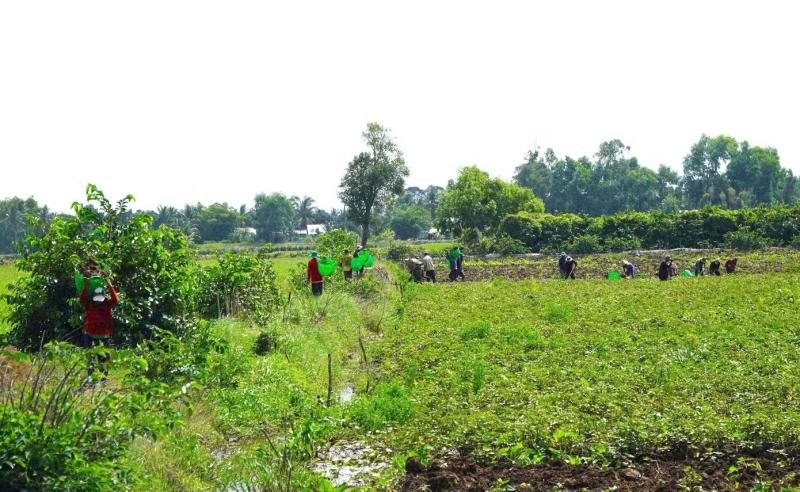 Giá khoai lang ảnh 5 Giá khoai lang ảnh 5