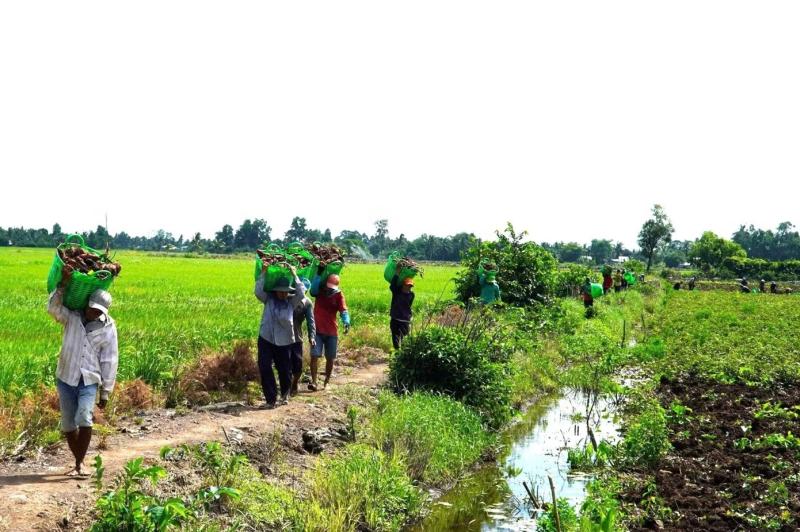 Giá khoai lang ảnh 6 Giá khoai lang ảnh 6