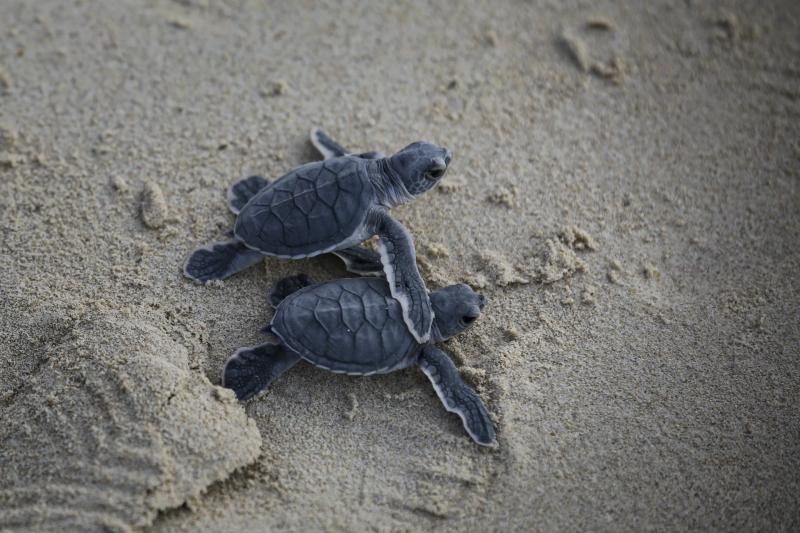 TP.HCM ảnh 10 TP.HCM anh 10