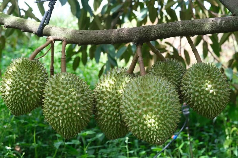 sầu riêng ảnh 6 sầu riêng ảnh 6