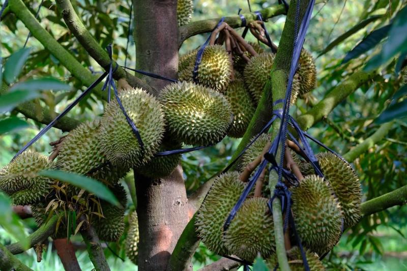 sầu riêng ảnh 3 sầu riêng ảnh 3