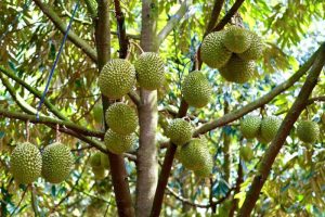 Giá sầu riêng tăng trở lại, thương lái đẩy mạnh mua gom