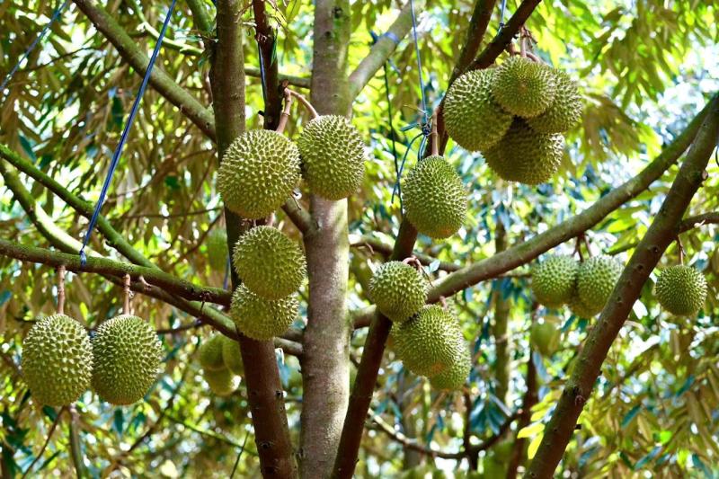 sầu riêng ảnh 1 sầu riêng ảnh 1