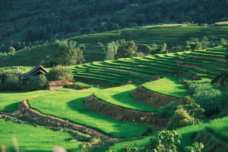 Y Tý, mùa lúa ảnh 3 Y Tý, mùa lúa ảnh 3