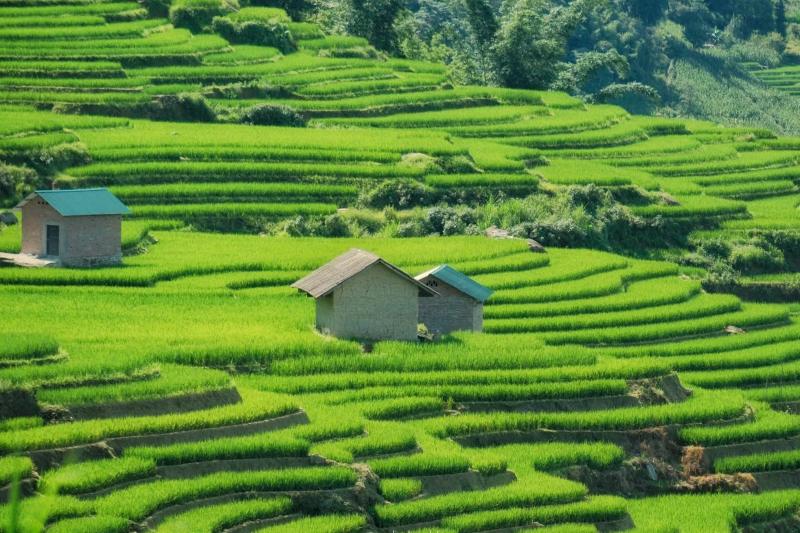 Y Tý, mùa lúa ảnh 4 Y Tý, mùa lúa ảnh 4
