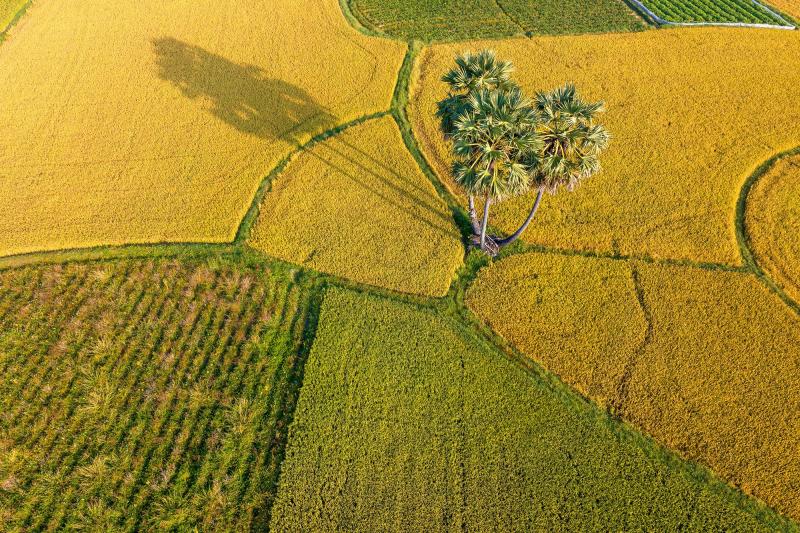 Phương Mỹ Chi ảnh 6 Phương Mỹ Chi ảnh 6
