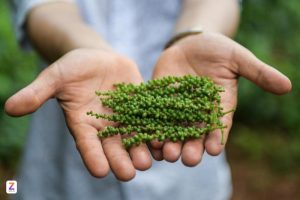 Xuất khẩu ‘vàng đen’ của Việt Nam: Tăng về lượng nhưng giảm về giá