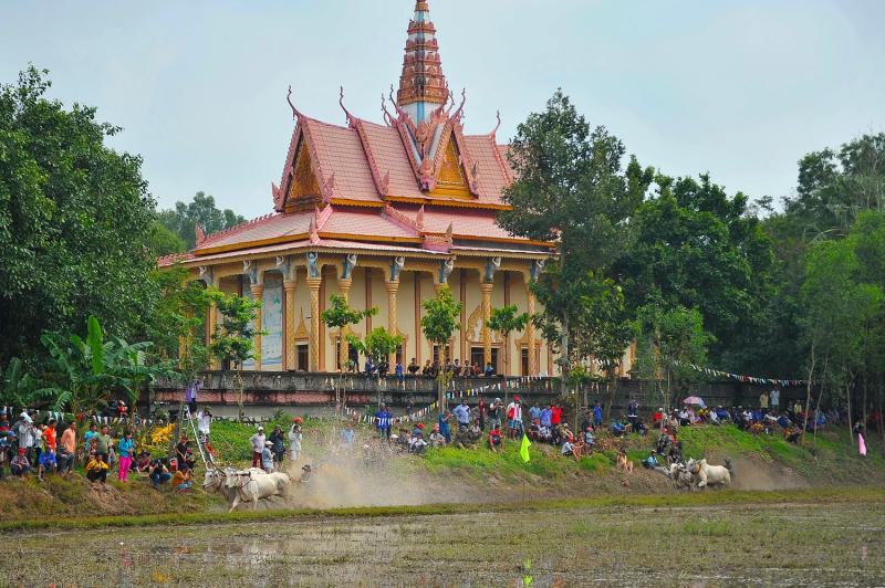 đua bò, An Giang, chùa Rô ảnh 2 đua bò, An Giang, chùa Rô ảnh 2