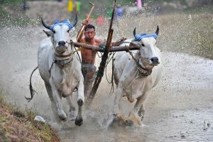 Hội đua bò An Giang bất ngờ bị hủy