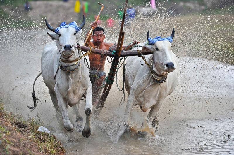 đua bò, An Giang, chùa Rô ảnh 1 đua bò, An Giang, chùa Rô ảnh 1