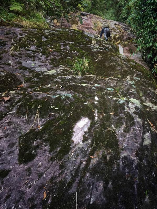 rừng ảnh 1