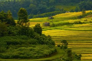 Mùa lúa vàng rực gây ‘sốt’ ở Nậm Cang nhìn từ trên cao