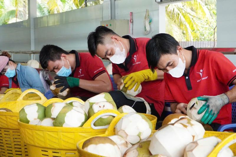 xuất khẩu dừa ảnh 1 xuất khẩu dừa ảnh 1