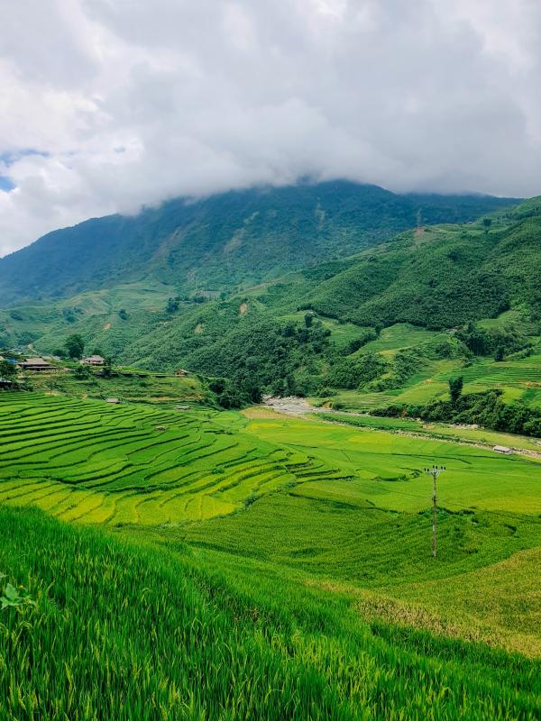 mùa lúa xanh,  Tả Van ảnh 16