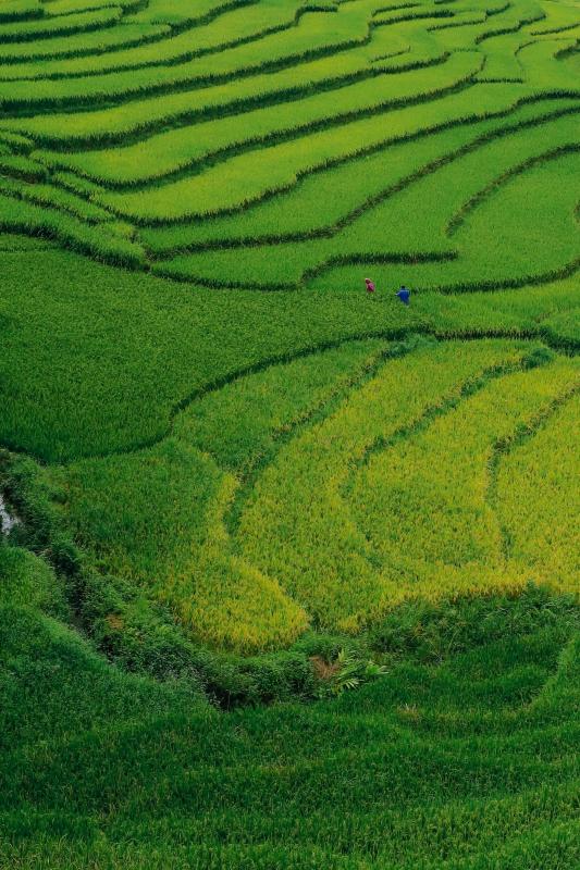 mùa lúa xanh,  Tả Van ảnh 20