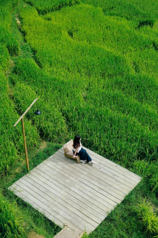 mùa lúa xanh,  Tả Van ảnh 4