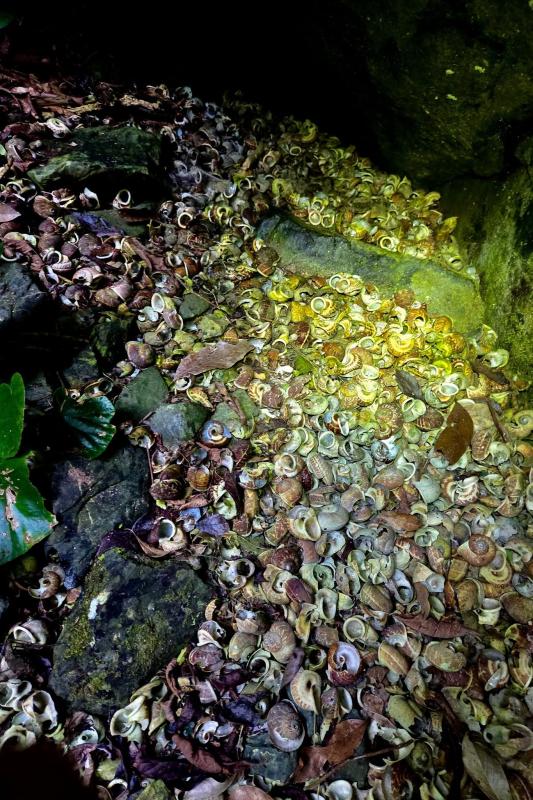 hố sụt,  Phong Nha Kẻ Bàng ảnh 11