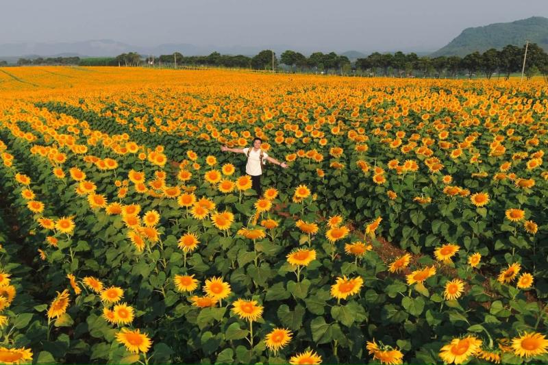Nghệ An ảnh 1 Nghệ An ảnh 1