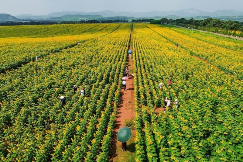 Nghệ An ảnh 12 Nghệ An ảnh 12